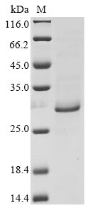 BARF1 protein