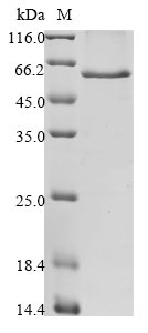 Human SPTA1 protein