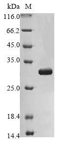 Mouse Echs1 protein