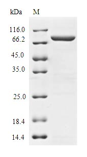 Mouse Grk2 protein