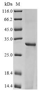 Human HLA-DRB1 protein