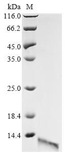 Bacillus amyloliquefaciens Ribonuclease protein