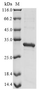BARF1 protein