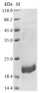 Canine Dog Double-headed protease inhibitor protein