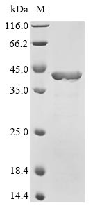 E. coli rpoS protein
