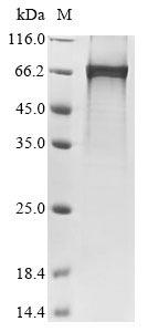 Rat Ntn1 protein