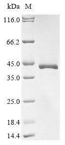 Mouse Wnt2 protein