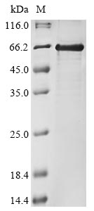 Frog clp1 protein