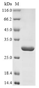 E. coli fliA protein