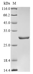 E. coli apt protein