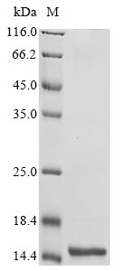 nblA protein