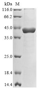 fabH protein
