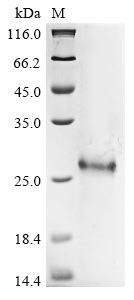 Human PML protein