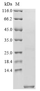 psmA1 protein
