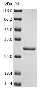 RGF1 protein