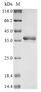 Canine DIT33 protein
