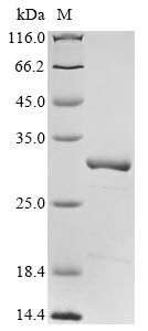 E. coli mtnN protein