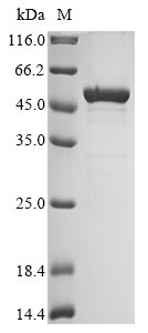 JBP1 protein