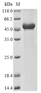 Human CELF1 protein