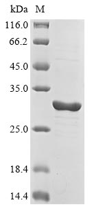 Human CHRNB2 protein
