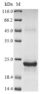Human SIRPA protein