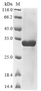 Mouse Spp2 protein