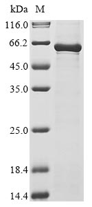 parvovirus type 2 Capsid protein VP2 protein