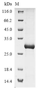 Mouse Clec4g protein