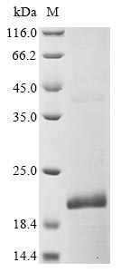 Mouse Defb6 protein