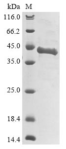 Human ASIP protein