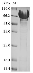 Human UBQLN1 protein