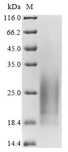 Mouse Cdh17 protein