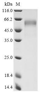 Plant COR410 protein