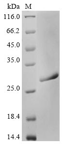 Endo-beta-N-acetylglucosaminidase H protein