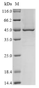 Human TMPRSS11A protein
