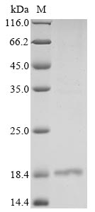 Human LIN28A protein