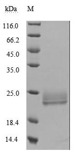 Human LTA protein