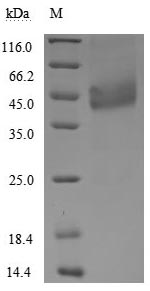 Human TNFRSF13C protein