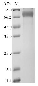 Human RPGR protein