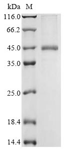 Rat Bcan protein