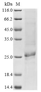 Human RNF5 protein