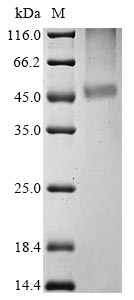SARS coronavirus MA15 3C-like proteinase protein