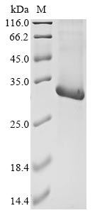 Bovine M6PR protein