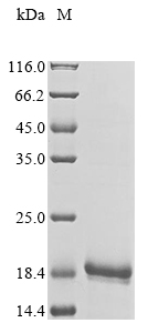 Human VSTM5 protein