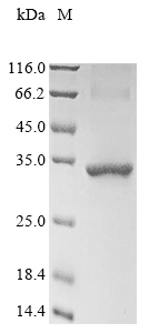 Mouse Stc2 protein