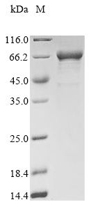 Influenza B virus Nucleo protein