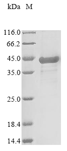 Epor protein