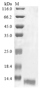 Canine hmfB protein