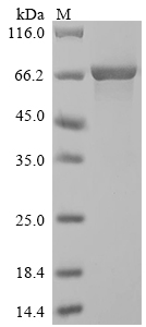 MNT3 protein
