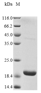 Bovine RHO protein